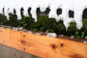 Cold Frames for Winter Gardening