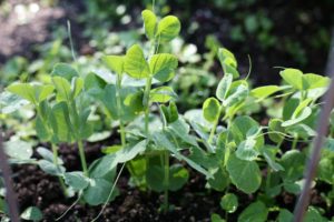 Tips For Planting Peas